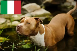 Read more about the article American Pit Bull Terrier breeders and puppies in Italy