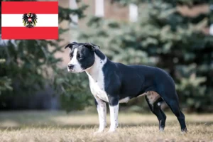 Read more about the article American Staffordshire Terrier breeders and puppies in Austria
