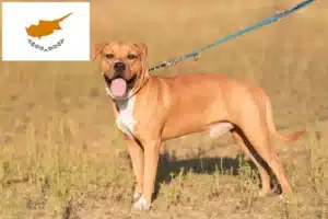 Read more about the article American Staffordshire Terrier breeders and puppies in Cyprus