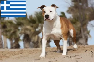 Read more about the article American Staffordshire Terrier breeders and puppies in Greece