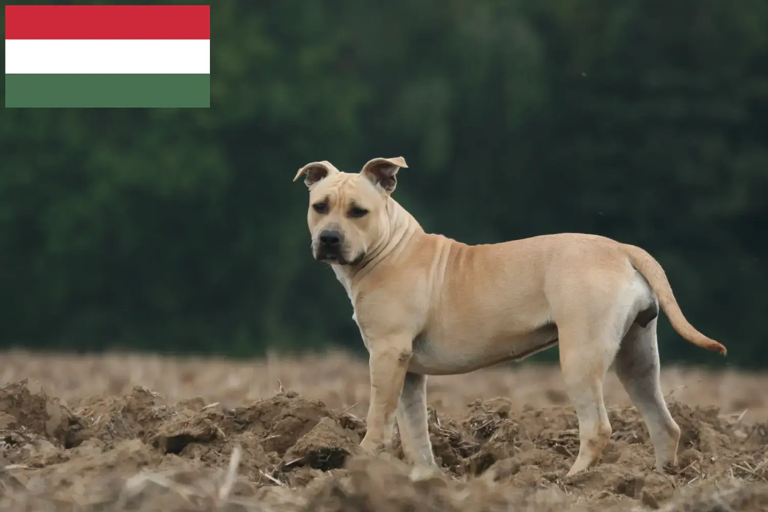 Read more about the article American Staffordshire Terrier breeders and puppies in Hungary