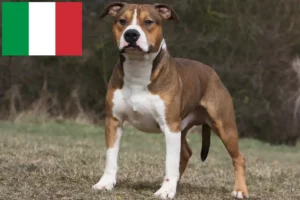 Read more about the article American Staffordshire Terrier breeders and puppies in Italy