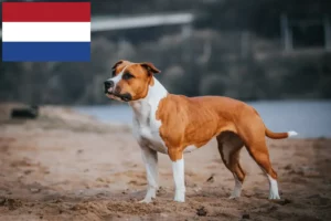Read more about the article American Staffordshire Terrier breeders and puppies in the Netherlands