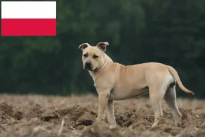 Read more about the article American Staffordshire Terrier breeders and puppies in Poland