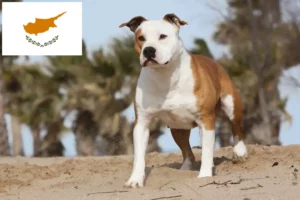 Read more about the article American Staffordshire Terrier breeders and puppies in Cyprus