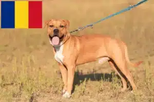 Read more about the article American Staffordshire Terrier breeders and puppies in Romania