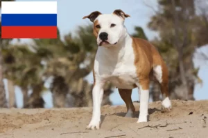 Read more about the article American Staffordshire Terrier breeders and puppies in Russia