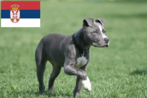 Read more about the article American Staffordshire Terrier breeders and puppies in Serbia