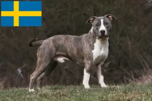 Read more about the article American Staffordshire Terrier breeders and puppies in Sweden