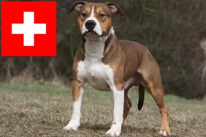 Read more about the article American Staffordshire Terrier breeders and puppies in Switzerland