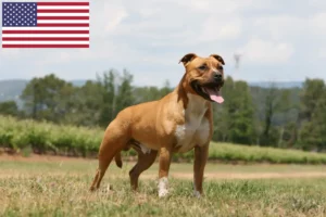 Read more about the article American Staffordshire Terrier breeders and puppies in the USA