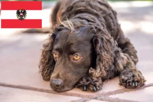 Read more about the article American Water Spaniel breeders and puppies in Austria