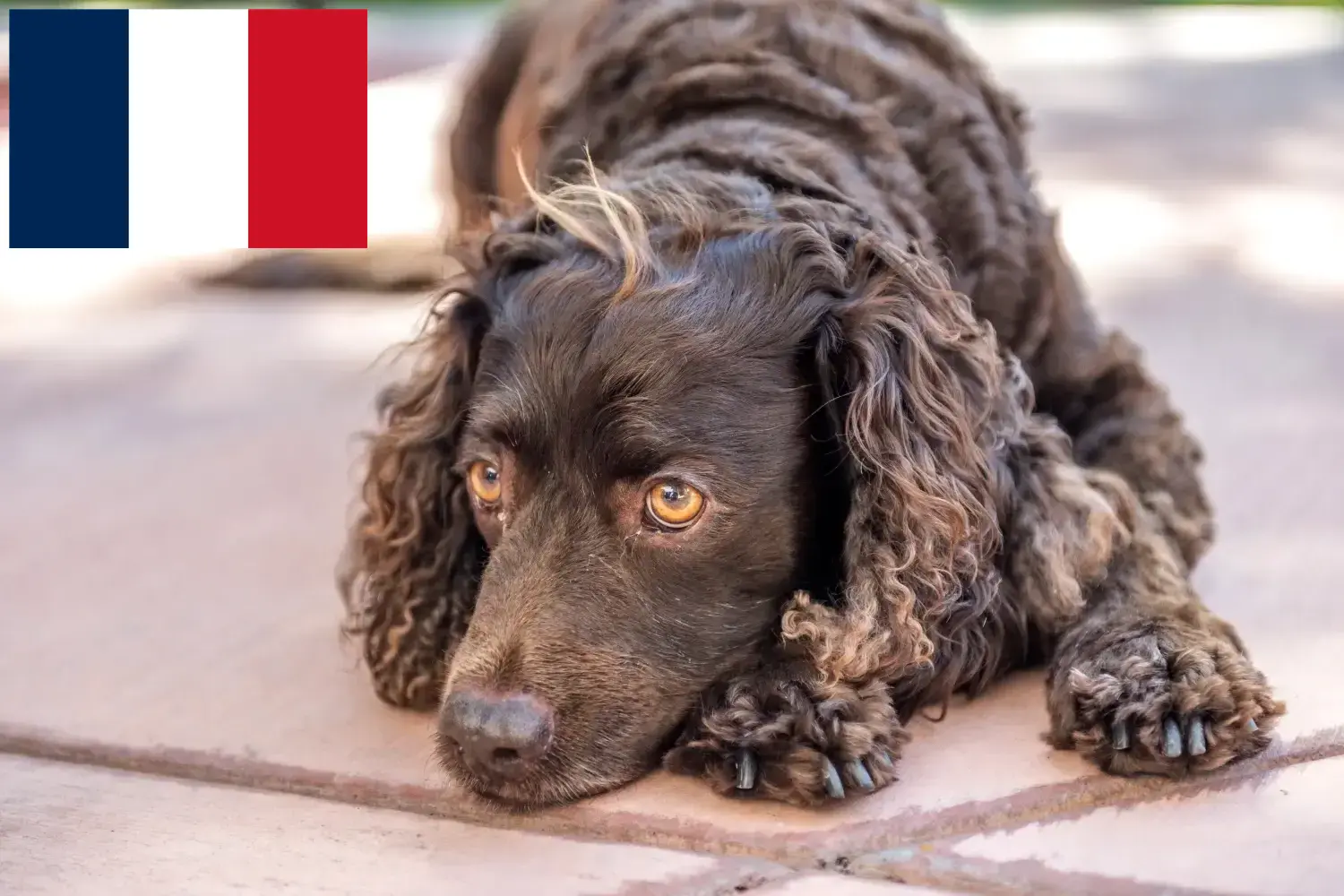 Read more about the article American Water Spaniel breeders and puppies in France