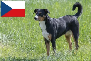 Read more about the article Appenzell Mountain Dog breeders and puppies in the Czech Republic