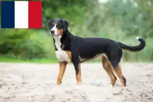 Read more about the article Appenzell Mountain Dog Breeder and Puppies in France