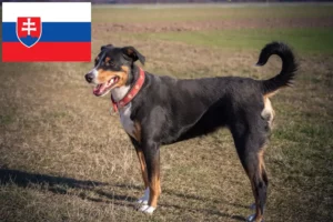 Read more about the article Appenzell Mountain Dog Breeder and Puppies in Slovakia