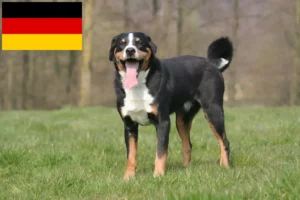 Read more about the article Appenzell Mountain Dog Breeders and Puppies in Germany
