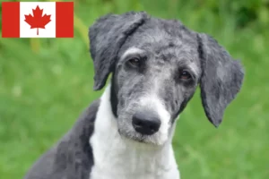 Read more about the article Aussiedoodle breeders and puppies in Canada