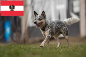 Read more about the article Australian Cattle Dog breeders and puppies in Austria