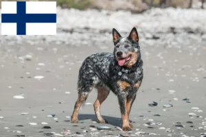 Read more about the article Australian Cattle Dog breeders and puppies in Finland