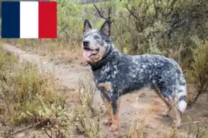 Read more about the article Australian Cattle Dog breeders and puppies in France
