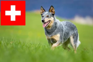 Read more about the article Australian Cattle Dog breeders and puppies in Switzerland