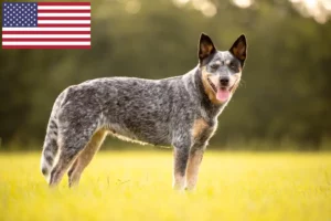 Read more about the article Australian Cattle Dog breeders and puppies in the USA