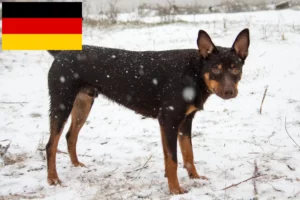 Read more about the article Australian Kelpie breeders and puppies in Germany