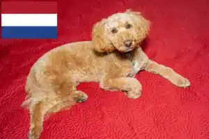 Read more about the article Australian Labradoodle breeders and puppies in Netherlands