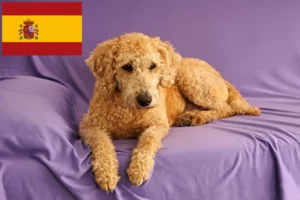 Read more about the article Australian Labradoodle breeders and puppies in Spain