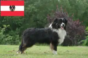 Read more about the article Australian Shepherd breeders and puppies in Austria