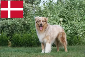 Read more about the article Australian Shepherd breeders and puppies in Denmark