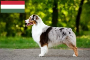 Read more about the article Australian Shepherd breeders and puppies in Hungary