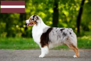Read more about the article Australian Shepherd breeders and puppies in Latvia