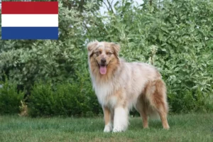 Read more about the article Australian Shepherd breeders and puppies in the Netherlands