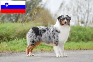 Read more about the article Australian Shepherd breeders and puppies in Slovenia