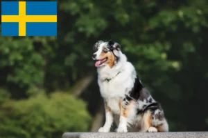 Read more about the article Australian Shepherd breeders and puppies in Sweden