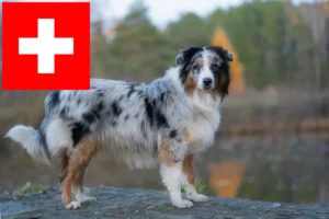 Read more about the article Australian Shepherd breeders and puppies in Switzerland