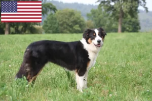 Read more about the article Australian Shepherd breeders and puppies in the USA