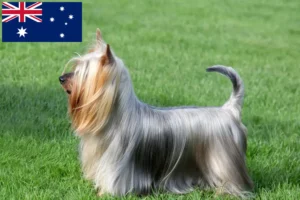 Read more about the article Australian Silky Terrier breeders and puppies in Australia