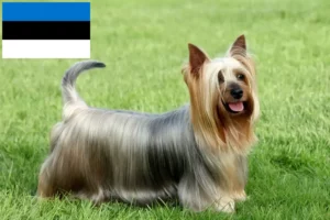 Read more about the article Australian Silky Terrier breeders and puppies in Estonia