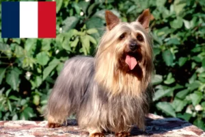 Read more about the article Australian Silky Terrier breeders and puppies in France