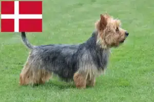 Read more about the article Australian Terrier breeders and puppies in Denmark