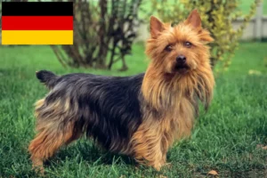 Read more about the article Australian Terrier breeders and puppies in Germany