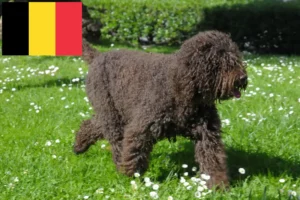 Read more about the article Barbet breeders and puppies in Belgium