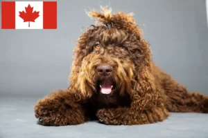 Read more about the article Barbet breeders and puppies in Canada