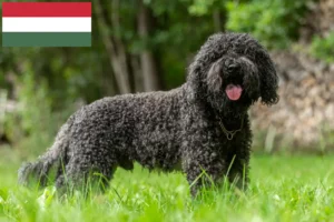 Read more about the article Barbet breeders and puppies in Hungary