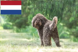 Read more about the article Barbet breeders and puppies in the Netherlands