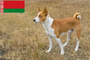 Read more about the article Basenji breeders and puppies in Belarus
