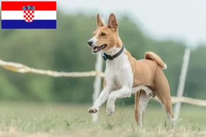 Read more about the article Basenji breeders and puppies in Croatia